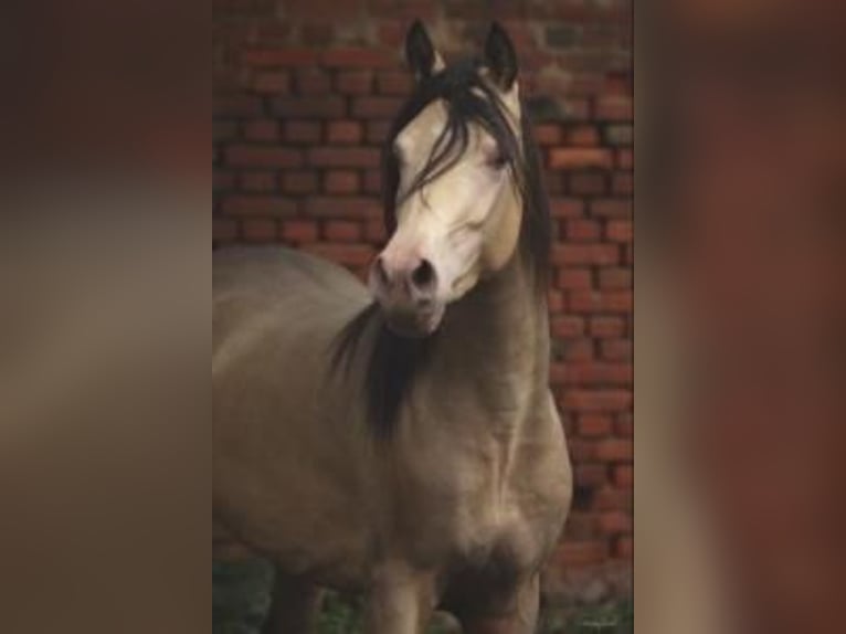 Arabian Partbred Stallion in Beaumont pied-de-boeuf