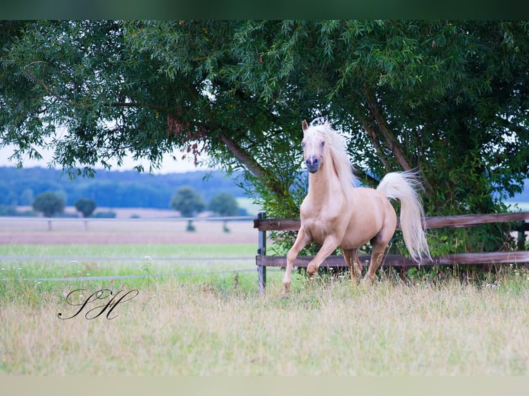 Arabian Partbred Stallion Palomino in Coswig (Anhalt)
