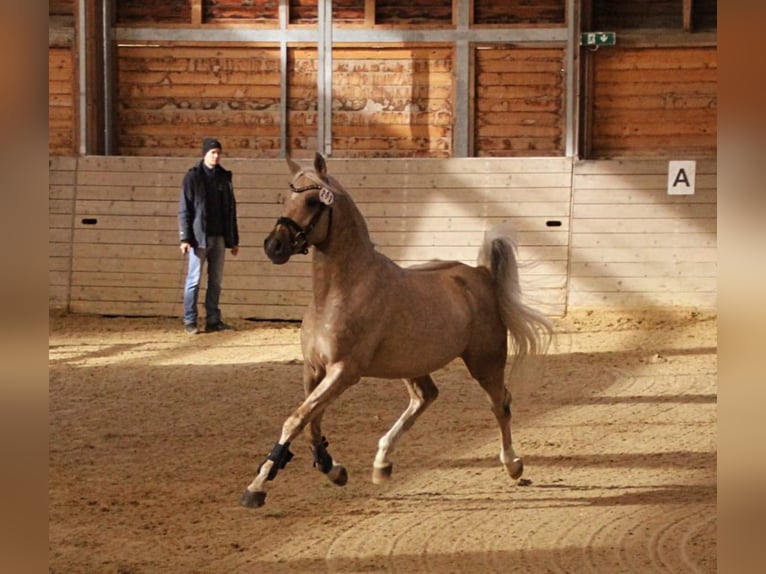 Arabian Partbred Stallion Palomino in Keutschach am See