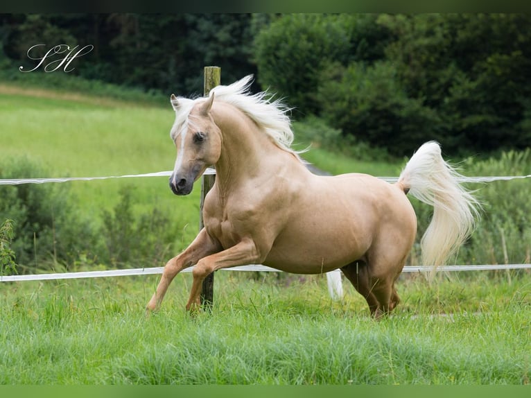 Arabian Partbred Stallion Palomino in Hagendorn