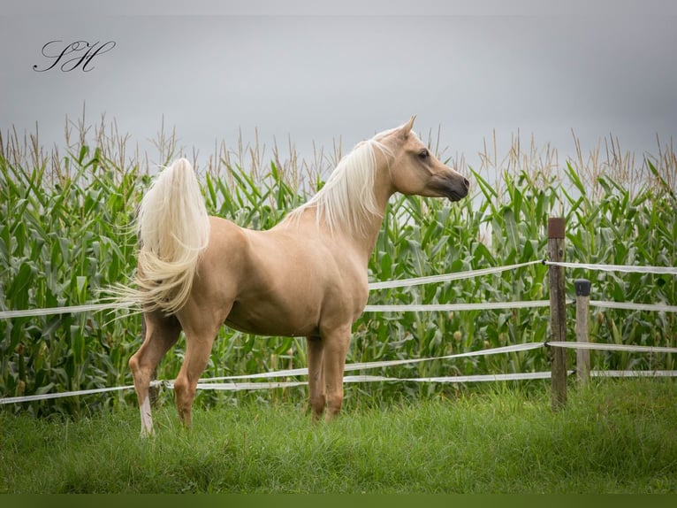 Arabian Partbred Stallion Palomino in Hagendorn