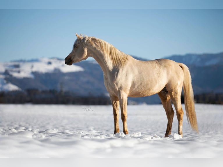 Arabian Partbred Stallion Palomino in Hagendorn