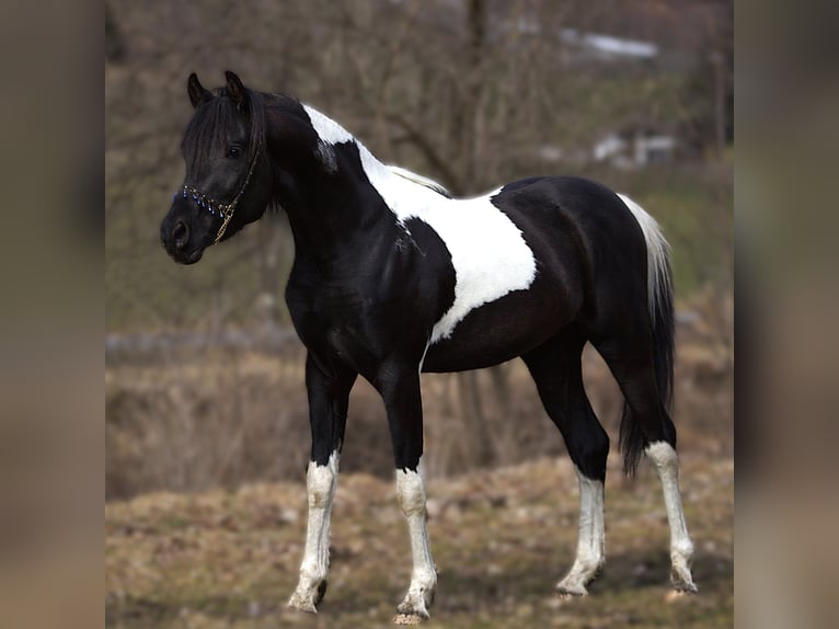 Arabian Partbred Stallion Pinto in Rauris