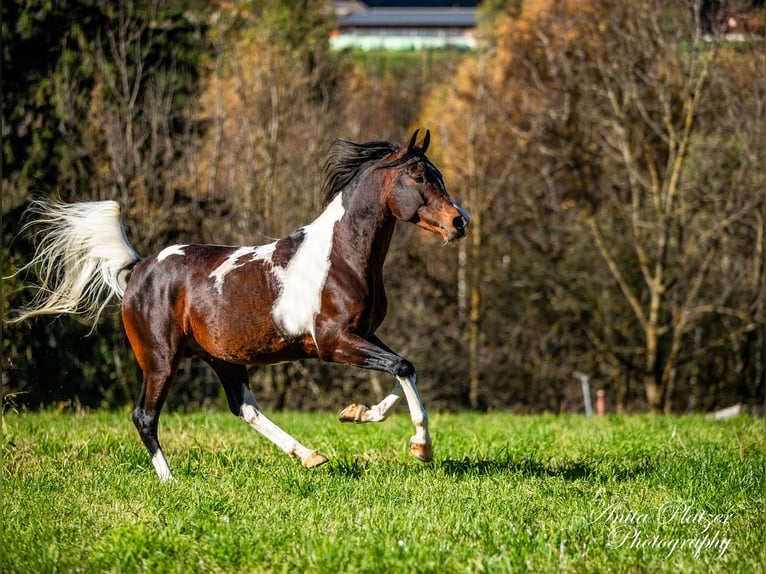 Arabian Partbred Stallion Pinto in Rauris