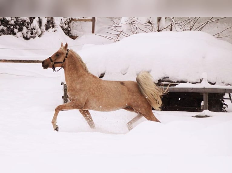 Arabian Partbred Stallion in Keutschach am See