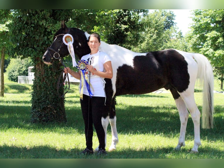 Arabian Partbred Stallion Tobiano-all-colors in Keutschach
