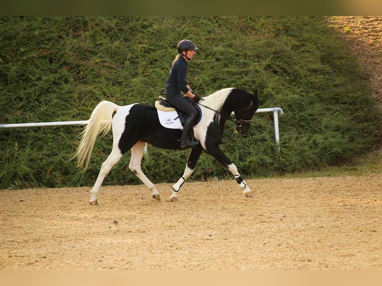 Arabian Partbred Stallion Tobiano-all-colors in Keutschach