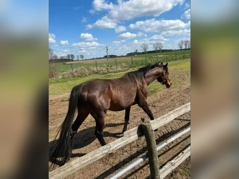 Arabier-pinto Mix Hengst 14 Jaar Donkere-vos in Łąkie