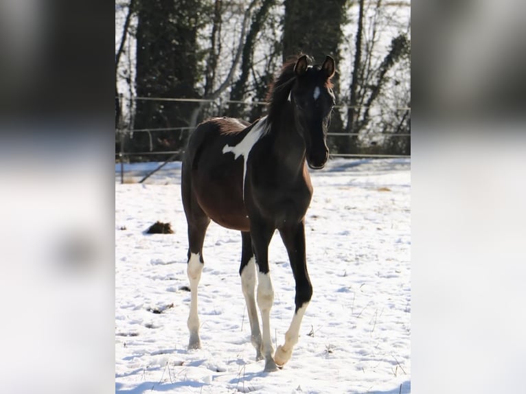 Arabier-pinto Hengst 1 Jaar 155 cm Tobiano-alle-kleuren in Kösching