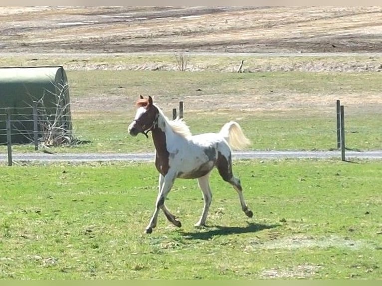 Arabier-pinto Hengst 1 Jaar 160 cm Gevlekt-paard in Nesselwängle