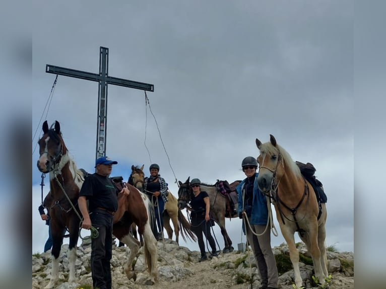 Arabier-pinto Hengst 1 Jaar 160 cm Gevlekt-paard in Nesselwängle