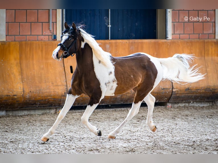 Arabier-pinto Hengst Tobiano-alle-kleuren in Blankenhain
