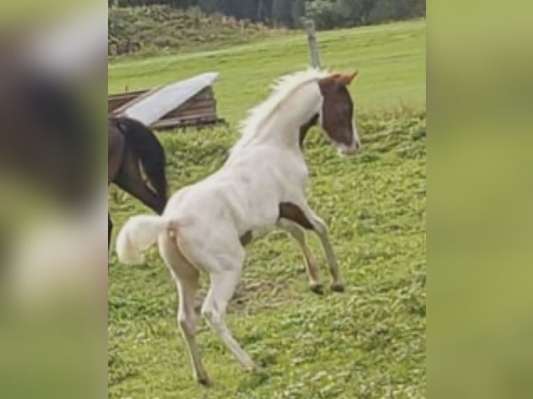 Arabier-pinto Hengst Veulen (03/2026) 100 cm Gevlekt-paard in Bad Ragaz