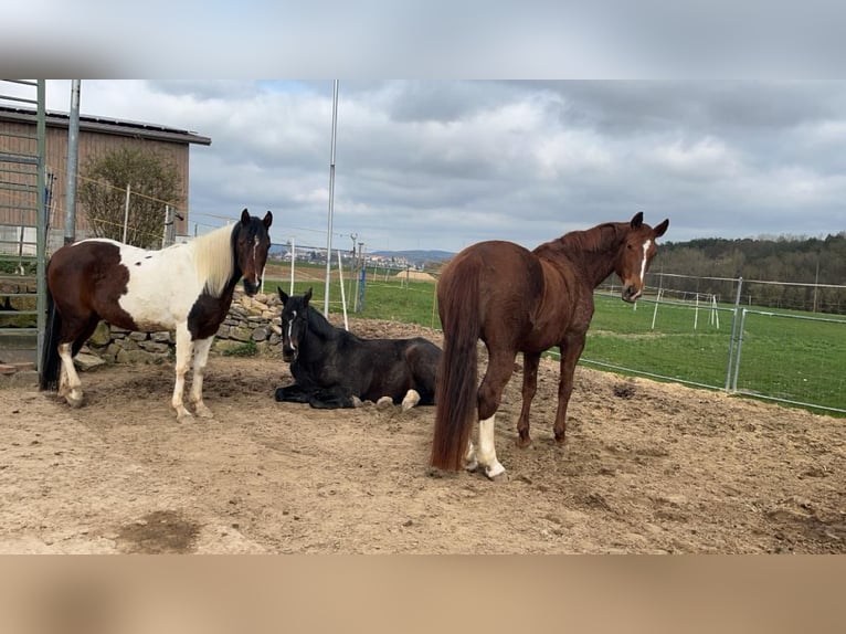 Arabier-pinto Merrie 12 Jaar 146 cm Donkerbruin in Wolfhagen