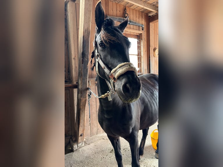 Arabier-pinto Mix Merrie 8 Jaar 145 cm Zwart in Hohenlinden