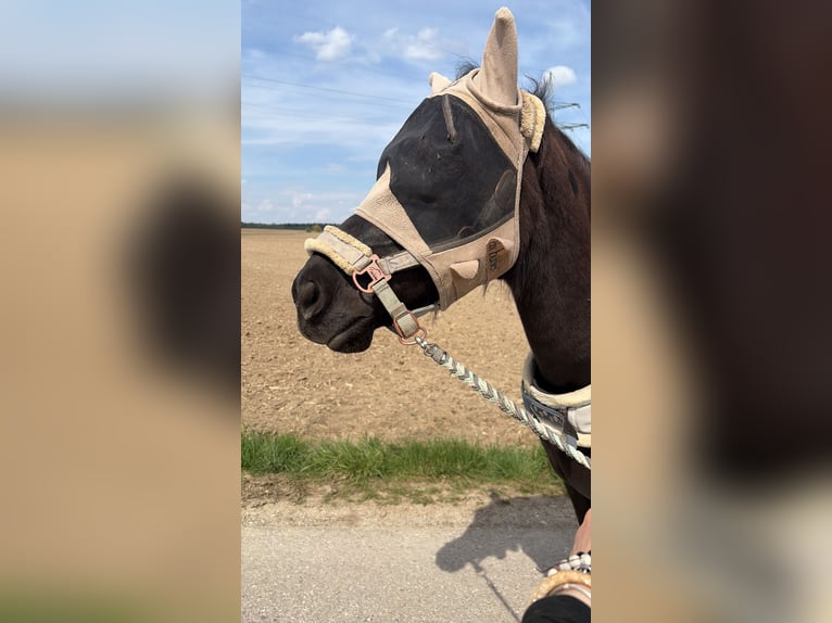 Arabier-pinto Mix Merrie 8 Jaar 145 cm Zwart in Hohenlinden