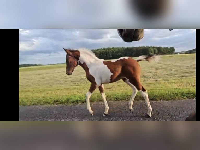 Arabier-pinto Merrie Veulen (04/2026) 146 cm Gevlekt-paard in Waldfischbach-Burgalben