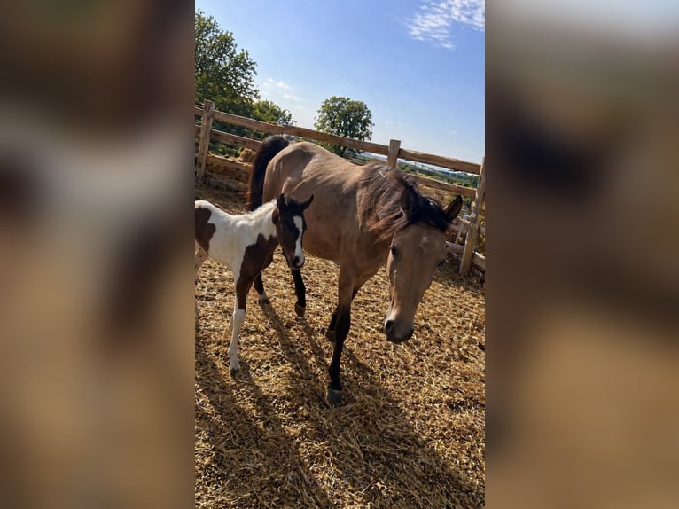 Arabier-pinto Merrie Veulen (04/2026) 146 cm Gevlekt-paard in Waldfischbach-Burgalben