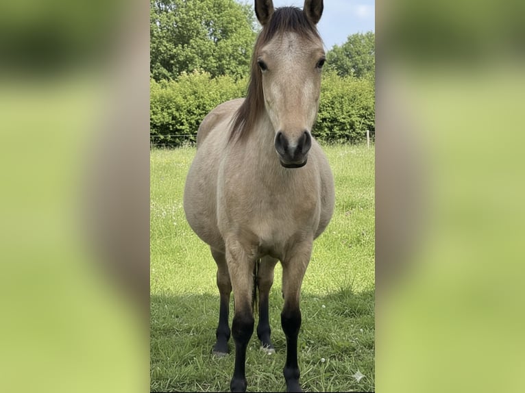 Arabier-pinto Merrie Veulen (04/2026) 146 cm Gevlekt-paard in Waldfischbach-Burgalben