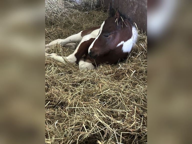 Arabier-pinto Merrie Veulen (04/2026) 146 cm Gevlekt-paard in Waldfischbach-Burgalben