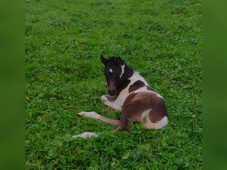 Arabier-pinto Merrie Veulen (07/2026) 158 cm Gevlekt-paard in Nesselwängle