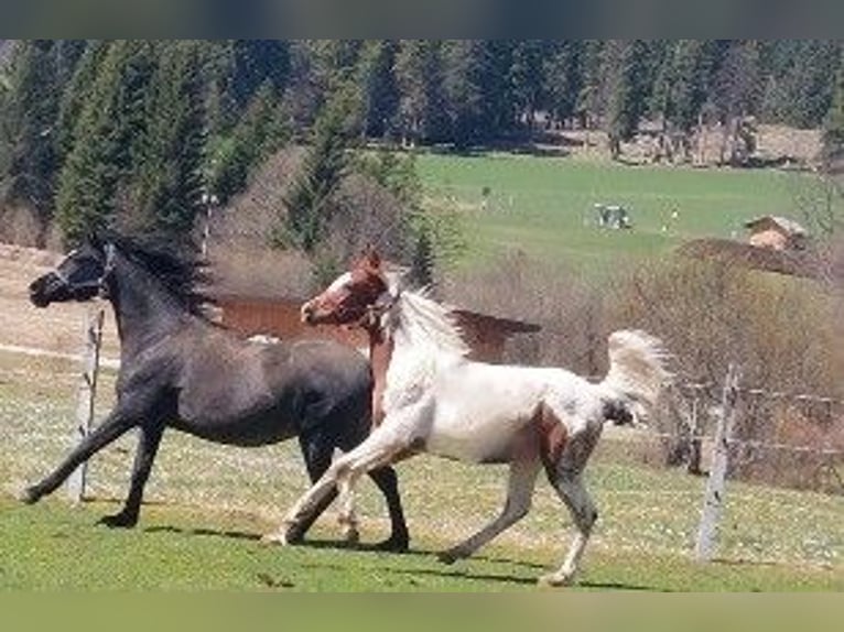 Arabier-pinto Ruin 1 Jaar 160 cm Gevlekt-paard in Nesselwängle