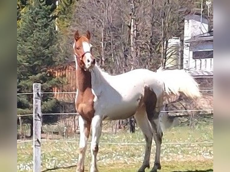 Arabier-pinto Ruin 1 Jaar 160 cm Gevlekt-paard in Nesselwängle