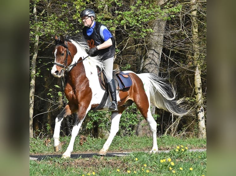 Arabier-pinto Ruin 1 Jaar 160 cm Gevlekt-paard in Nesselwängle