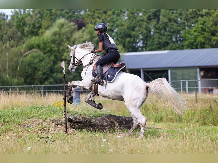 Arabier-pinto Mix Ruin 4 Jaar 143 cm Rood schimmel in Heumen