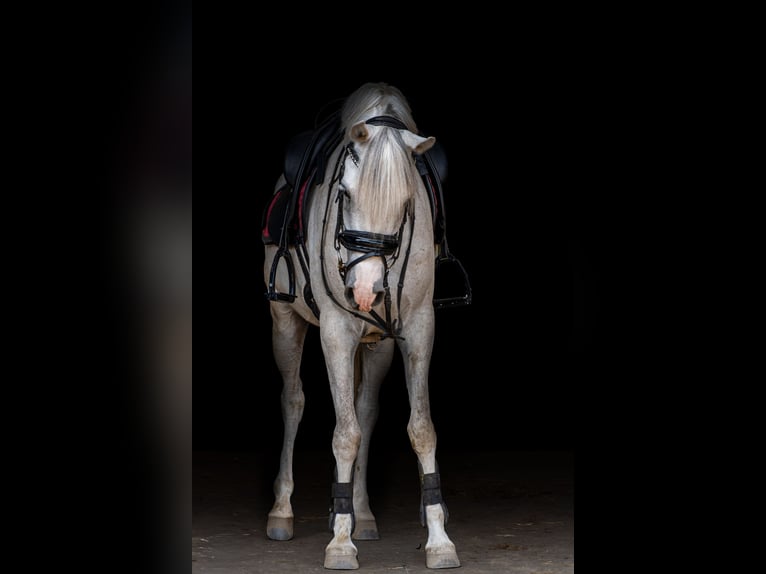 Arabier-pinto Mix Ruin 4 Jaar 143 cm Rood schimmel in Heumen
