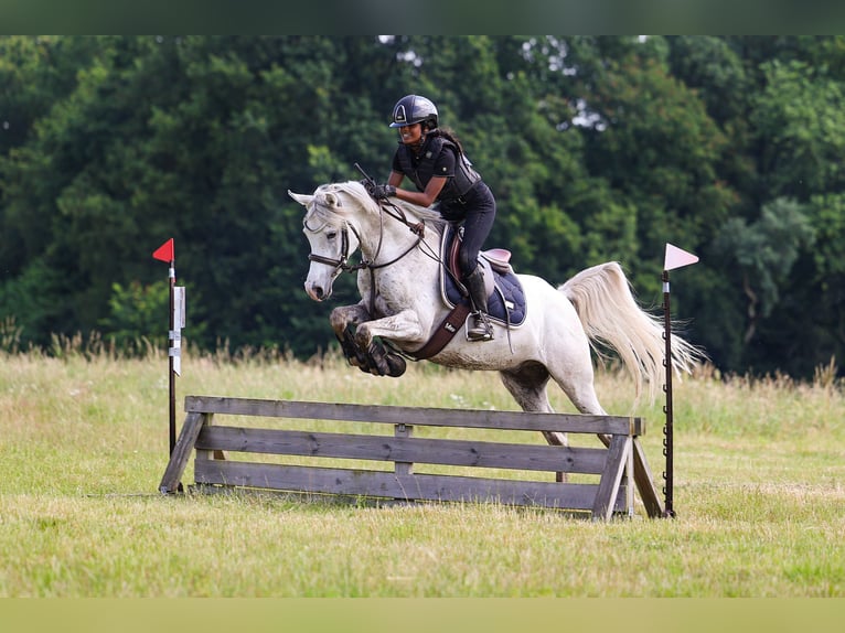 Arabier-pinto Mix Ruin 4 Jaar 143 cm Rood schimmel in Heumen
