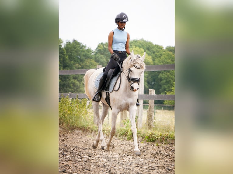 Arabier-pinto Mix Ruin 4 Jaar 143 cm Rood schimmel in Heumen