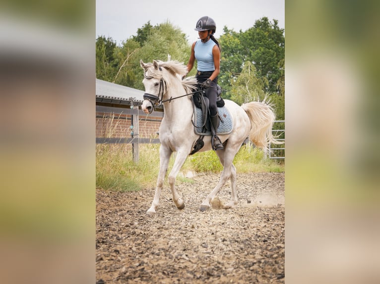 Arabier-pinto Mix Ruin 4 Jaar 143 cm Rood schimmel in Heumen