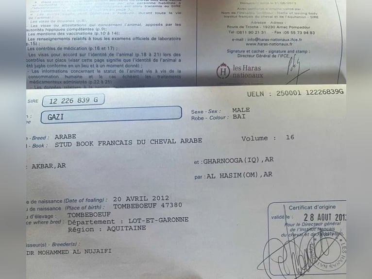 Arábigo pinto Mestizo Semental 14 años Alazán-tostado in Łąkie