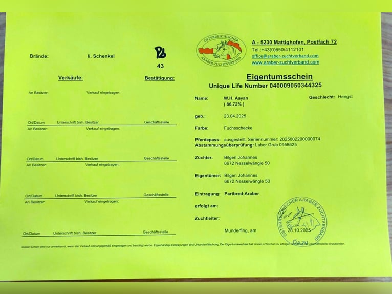 Arábigo pinto Semental 1 año 160 cm Pío in Nesselwängle
