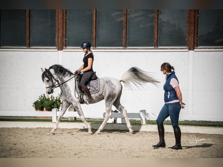 Arabisch Partbred Hengst 10 Jaar 155 cm Schimmel in Puchberg