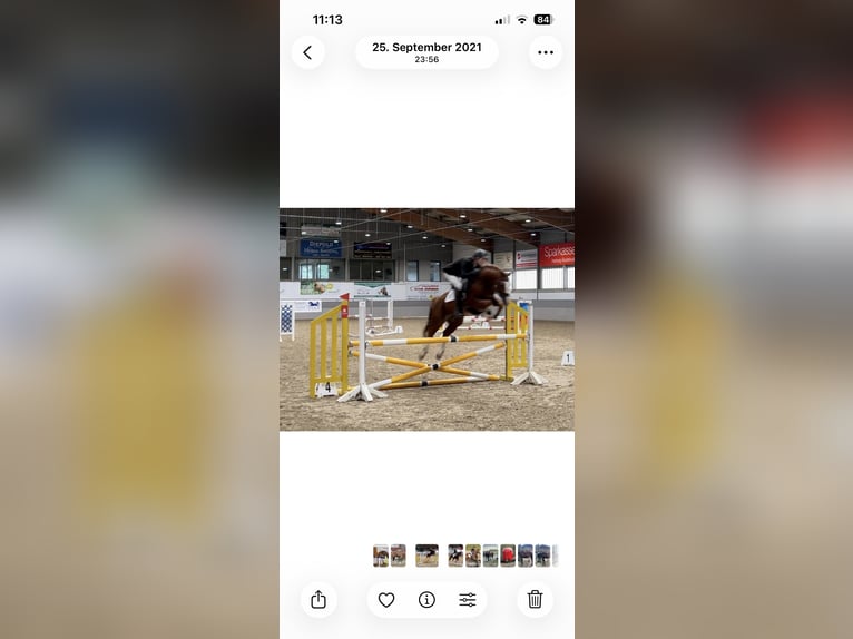 Arabisch Partbred Hengst 10 Jaar 158 cm Vos in Lustadt