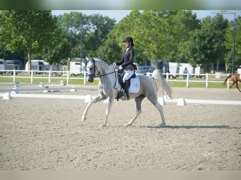 Arabisch Partbred Hengst 11 Jaar 155 cm Schimmel in Puchberg