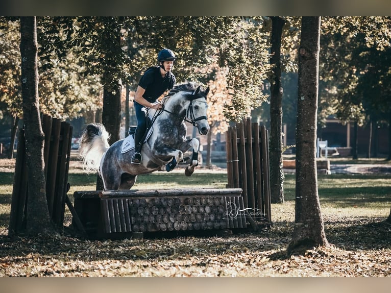 Arabisch Partbred Hengst 11 Jaar 155 cm Schimmel in Puchberg