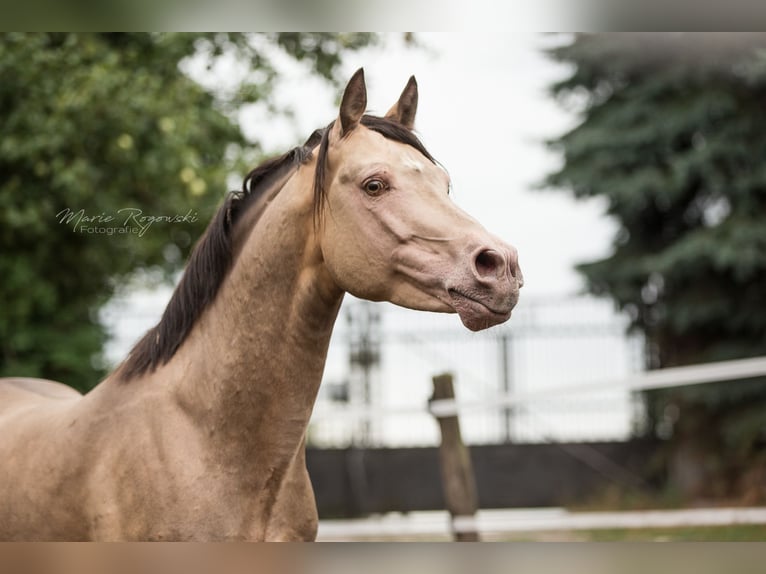 Arabisch Partbred Hengst 17 Jaar 148 cm Champagne in Beaumont-Pied-de-Buf