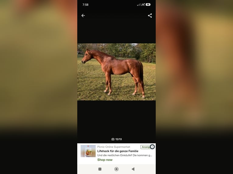 Arabisch Partbred Hengst 1 Jaar 148 cm Vos in Rietberg