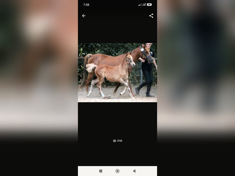 Arabisch Partbred Hengst 1 Jaar 148 cm Vos in Rietberg