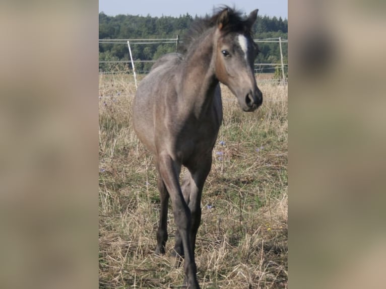 Arabisch Partbred Hengst 1 Jaar 150 cm Schimmel in Rosenberg