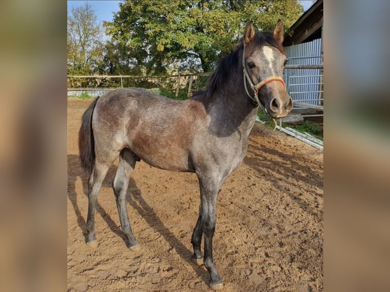 Arabisch Partbred Hengst 1 Jaar 150 cm Schimmel in Rosenberg