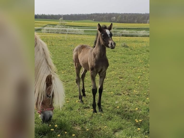 Arabisch Partbred Hengst 1 Jaar 150 cm Schimmel in Rosenberg