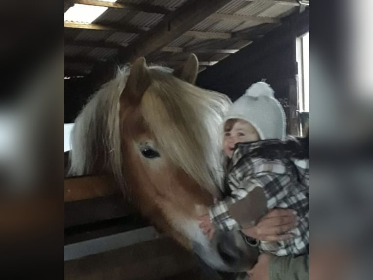 Arabisch Partbred Hengst 1 Jaar 150 cm Schimmel in Rosenberg