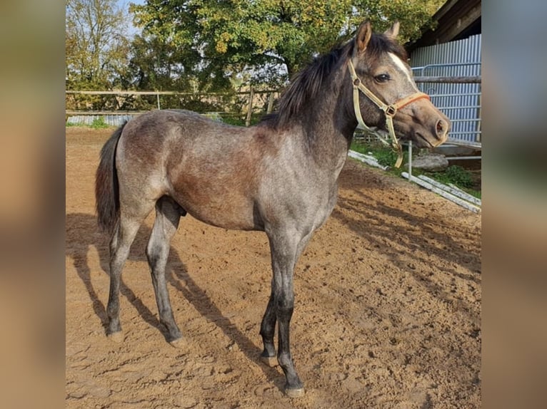 Arabisch Partbred Hengst 1 Jaar 150 cm Schimmel in Rosenberg