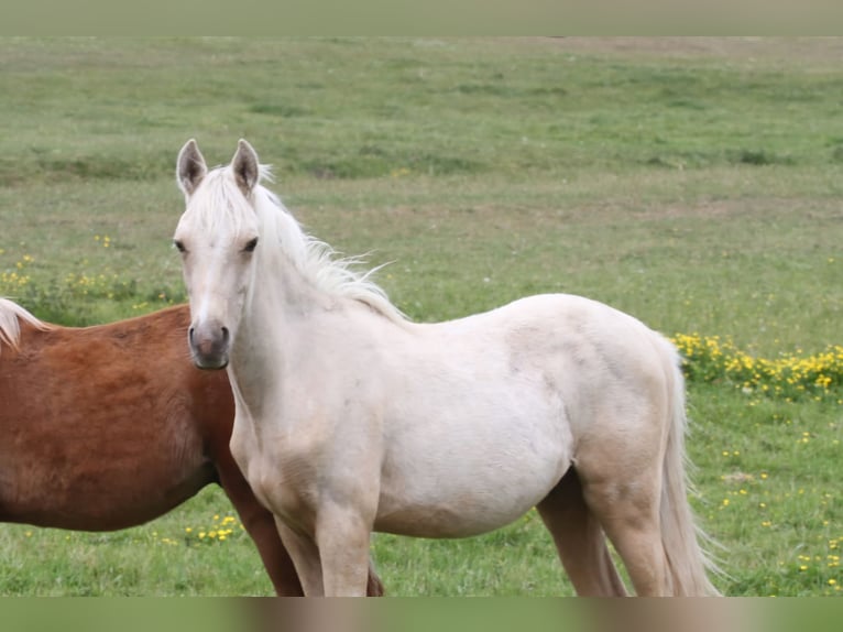 Arabisch Partbred Hengst 1 Jaar 152 cm Palomino in Gransee