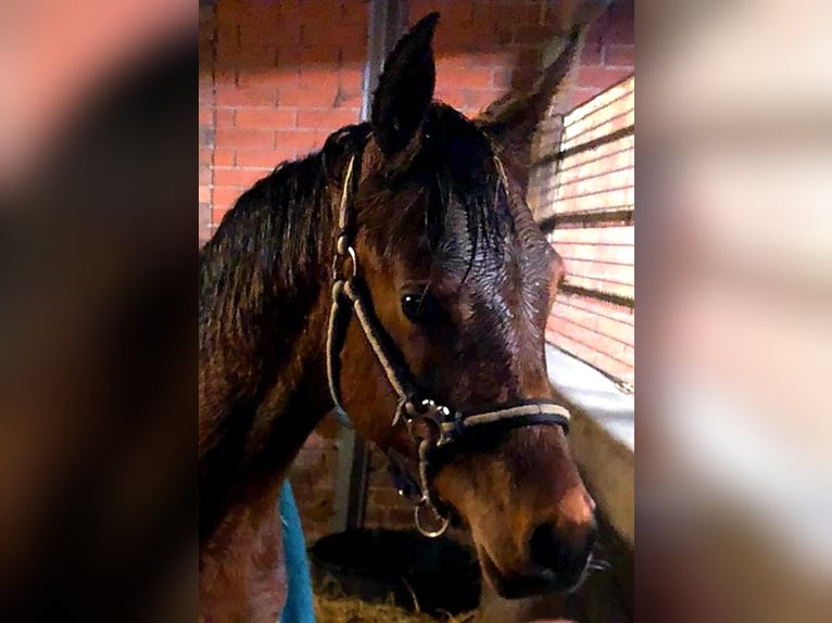 Arabisch Partbred Hengst 1 Jaar 153 cm Tobiano-alle-kleuren in Sulingen