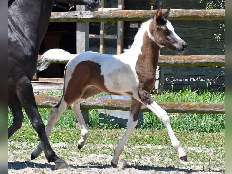 Arabisch Partbred Hengst 1 Jaar 153 cm Tovereo-alle-kleuren in Mörsdorf